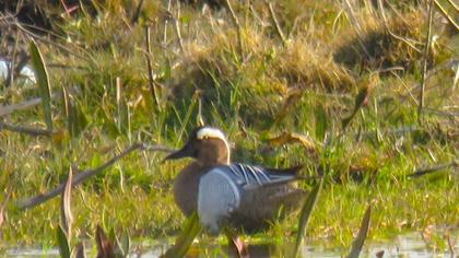 Garganey