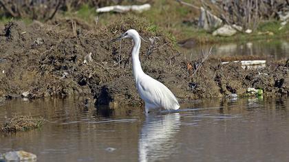 Küçük ak balıkçıl
