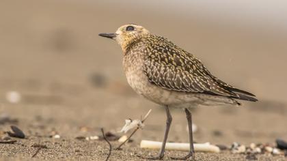 Küçük altın yağmurcun