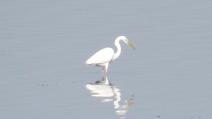 Büyük ak balıkçıl