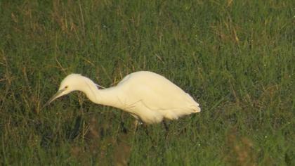 Küçük ak balıkçıl