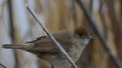Karabaşlı ötleğen