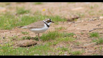 Halkalı küçük cılıbıt