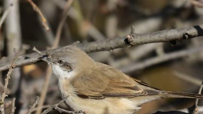 Küçük akgerdanlı ötleğen