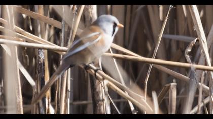Bıyıklı baştankara