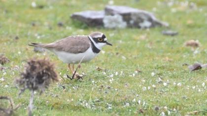Halkalı küçük cılıbıt