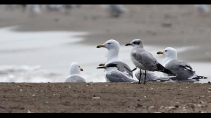 Van gölü martısı