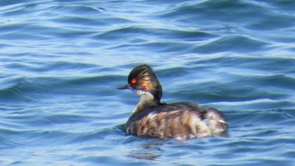 Karaboyunlu batağan