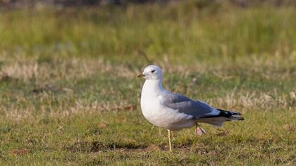 Küçük gümüş martı