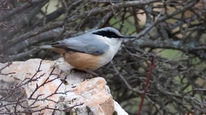 Büyük kaya sıvacısı