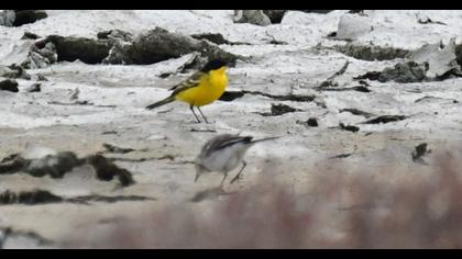 Sarı kuyruksallayan