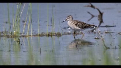 Orman düdükçünü