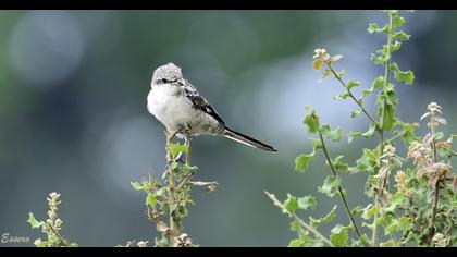 Maskeli örümcekkuşu
