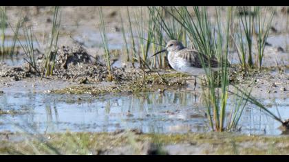 Karakarınlı kumkuşu