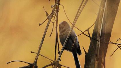 Uzunkuyruklu baştankara