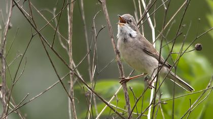Akgerdanlı ötleğen