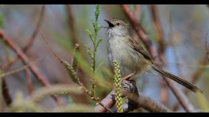 Dikkuyruklu ötleğen