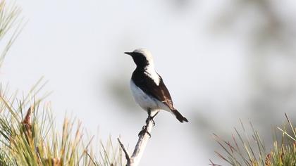 Aksırtlı kuyrukkakan