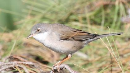Common Whitethroat