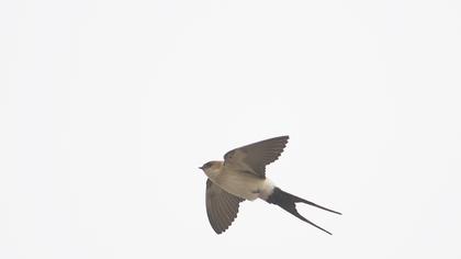 Kızıl kırlangıç