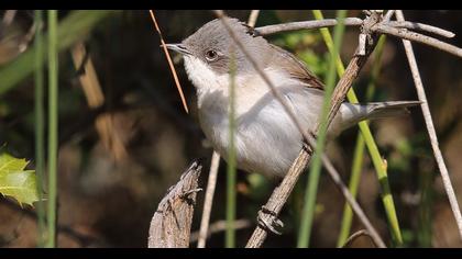 Küçük akgerdanlı ötleğen