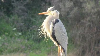 Grey Heron