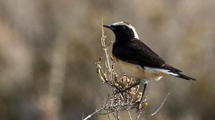 Kıbrıs kuyrukkakanı