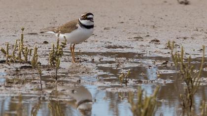Halkalı küçük cılıbıt