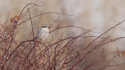 Büyük örümcekkuşu