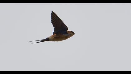 Kızıl kırlangıç