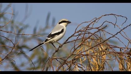 Büyük örümcekkuşu