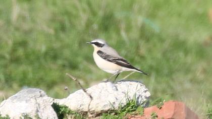 Northern Wheatear