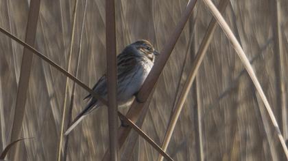 Common Reed Bunting