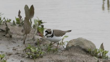 Halkalı küçük cılıbıt