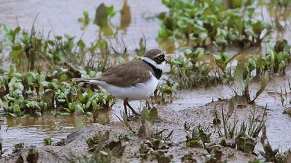 Halkalı küçük cılıbıt