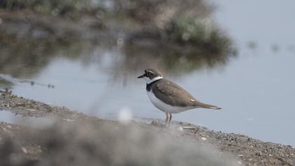 Halkalı küçük cılıbıt