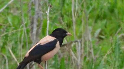 Rosy Starling