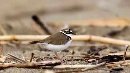 Halkalı küçük cılıbıt