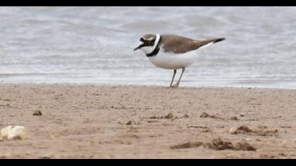 Halkalı küçük cılıbıt