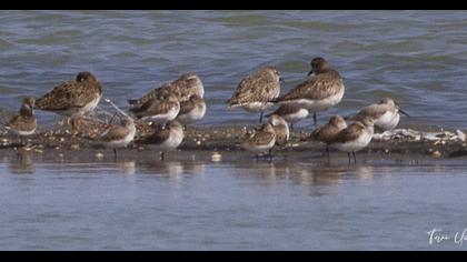 Karakarınlı kumkuşu