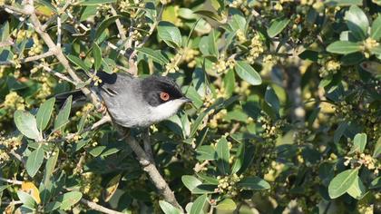 Sardinian Warbler