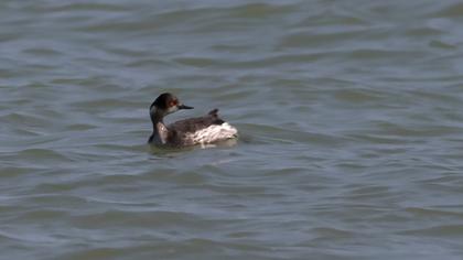 Karaboyunlu batağan