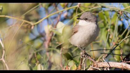 Küçük akgerdanlı ötleğen