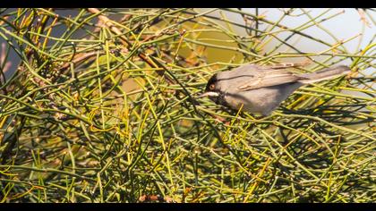 Karaboğazlı ötleğen