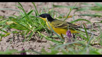 Sarı kuyruksallayan