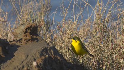 Sarı kuyruksallayan