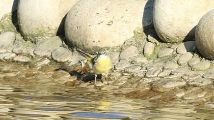 Dağ kuyruksallayanı