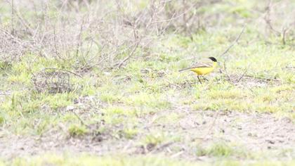 Sarı kuyruksallayan