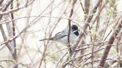 Karaboğazlı ötleğen