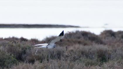 Hen Harrier